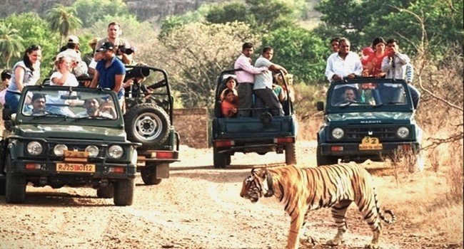 corbett safari