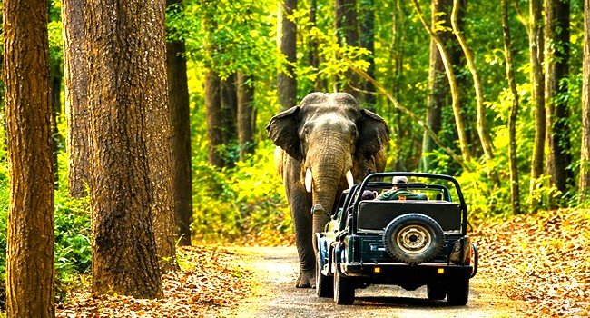 corbett safari elephant