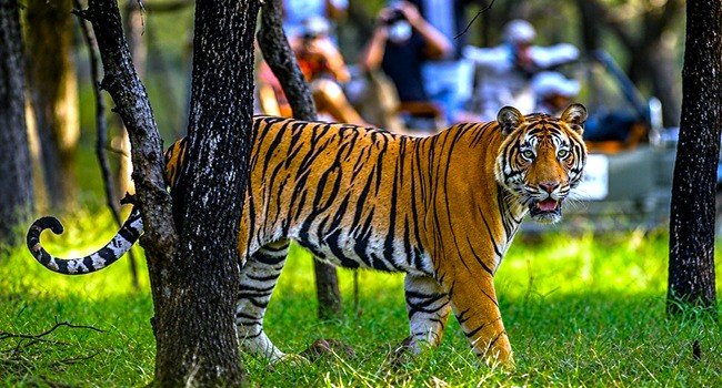 corbett safari p5