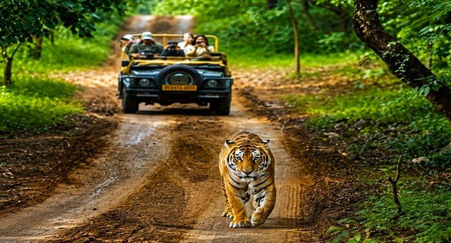 corbett safari p8