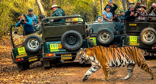corbett safari p9