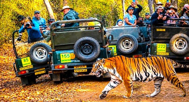 corbett safari p9