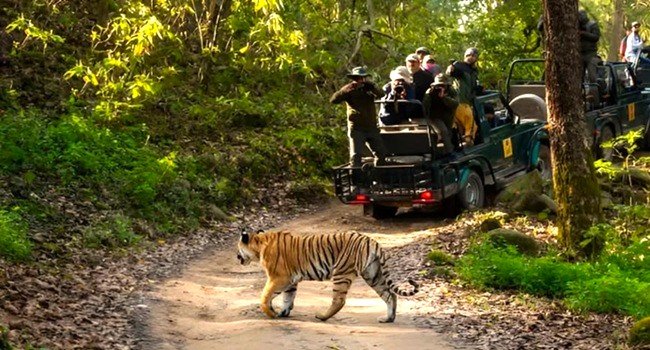corbett safari tiger