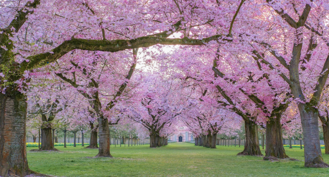 japan cherry bolssom
