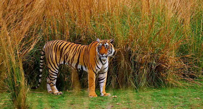 jim corbett