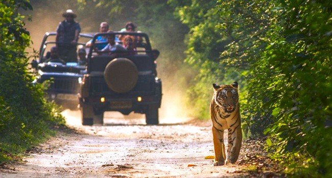 jim corbett safari