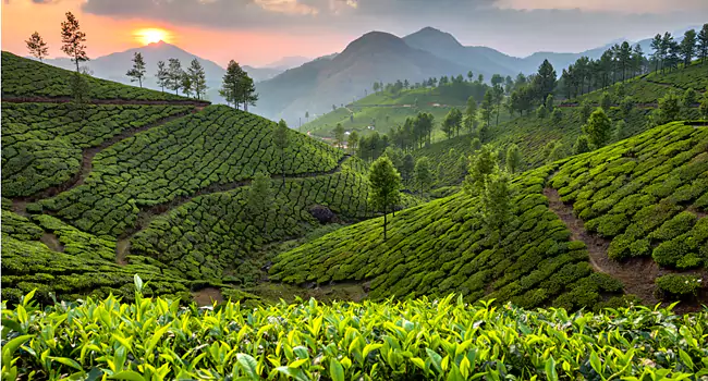 munnar place