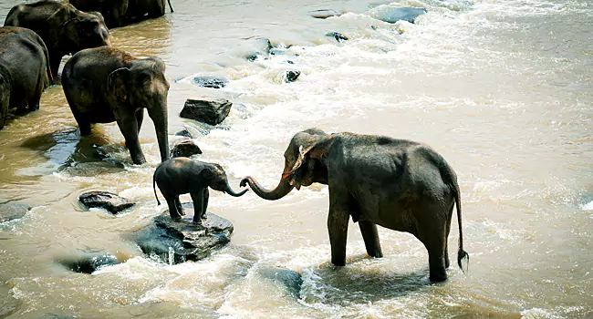 periyar wildlife