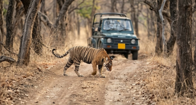 ranthambore safari