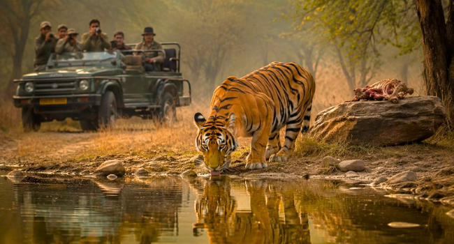 ranthambore tiger banner