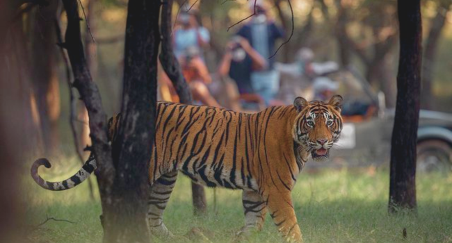 ranthambore tiger safari