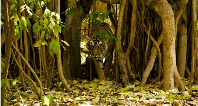 safari tiger
