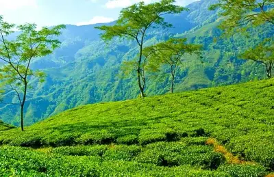 Darjeeling