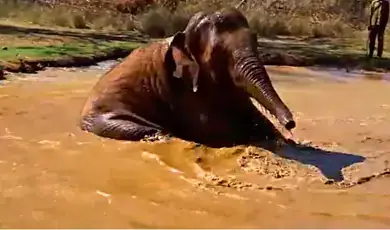 arignar anna zoological park