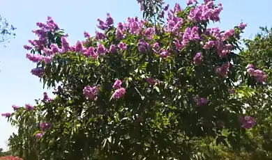 bougainvillea garden chandigarh
