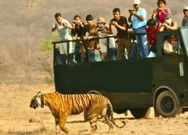 canter safari