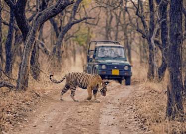 jungle safari tour