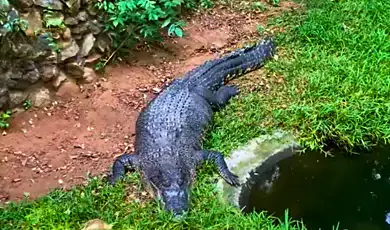 madras crocodile bank