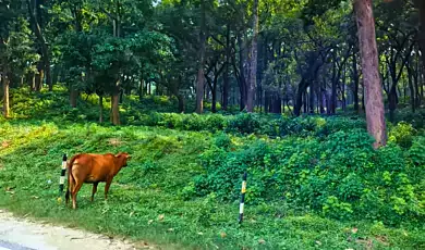 mohaan village
