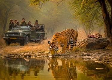 ranthambore thumbnail tiger