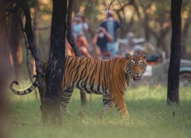 ranthambore tiger safari thumbnail