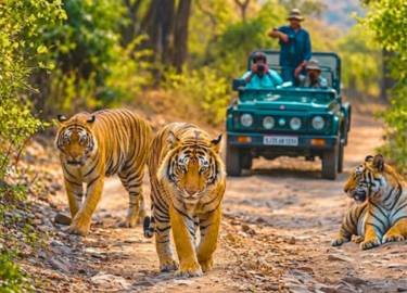 safari online ticket
