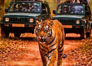 tiger