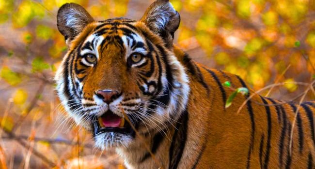 tiger