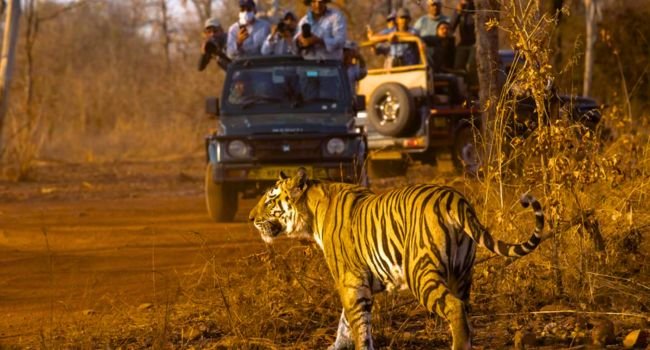 Tiger Safari