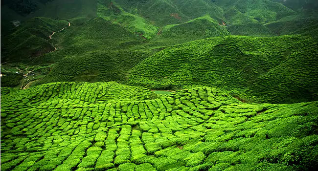 verdant tea estates